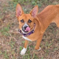 Photo of Lydia JuM, adoptable Terrier (Unknown Type, Medium) Mixed Breed (Small) in Hartford, Connecticut