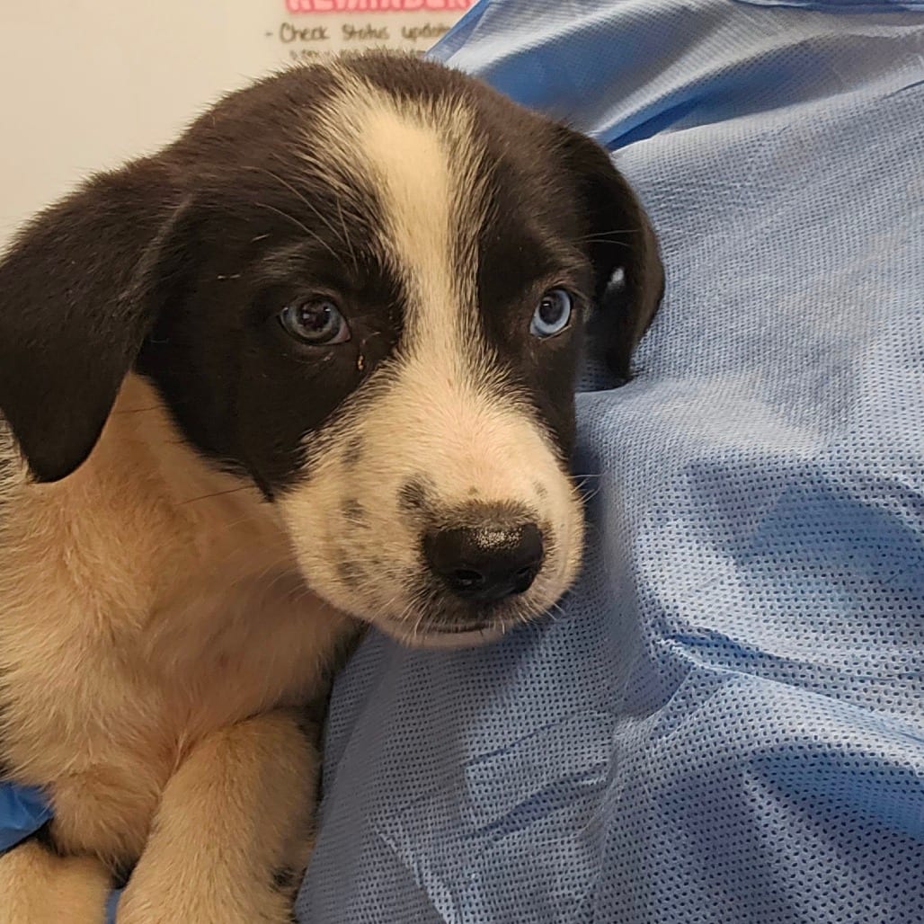Photo of Almond, adoptable Shepherd, Australian in Spartanburg, South Carolina
