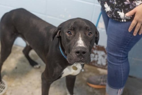 Photo of Wilson, adoptable Great Dane in Mountain Home, Arkansas