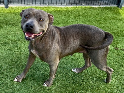Photo of Quesadilla, adoptable Pit Bull Terrier in Orange, California