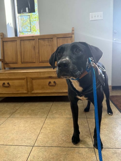 Photo of Houdini, adoptable Retriever in NEWPORT NH, New Hampshire