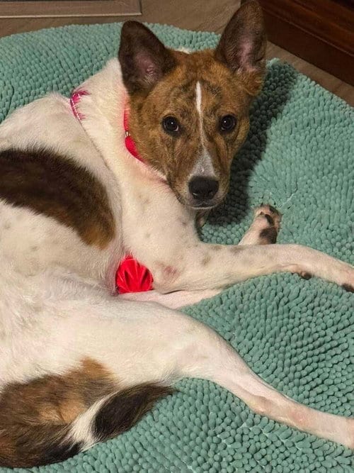 Photo of Sunny DD, adoptable Corgi in Columbia, Tennessee