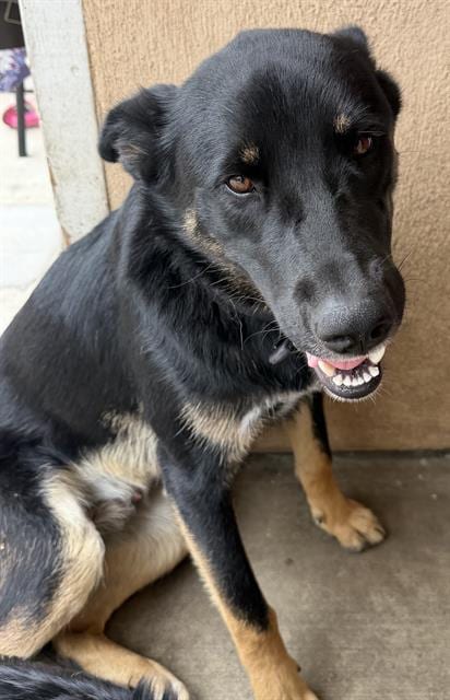Photo of Lobito, adoptable German Shepherd Dog in Camarillo, California