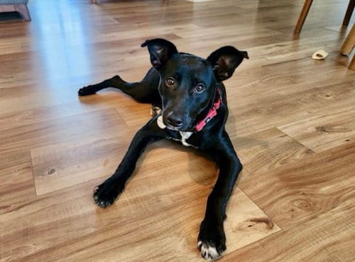 Photo of Franny, adoptable Terrier in Willingboro, New Jersey