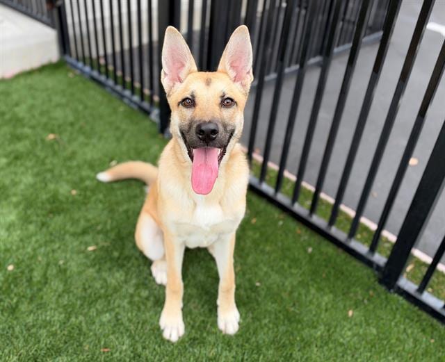 Photo of Holly, adoptable German Shepherd Dog