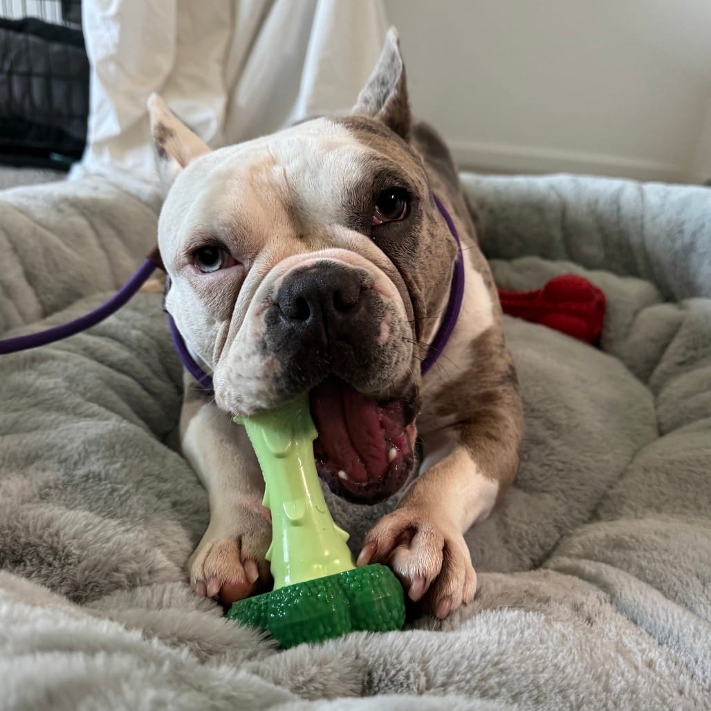 Photo of Paisley, adoptable Bulldog, French in California, California