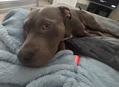 Photo of Jetsam, adoptable dog in Atlanta, Georgia