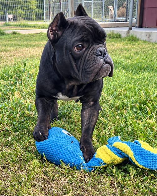 Photo of Brewster, adoptable Bulldog in Monticello, New Jersey