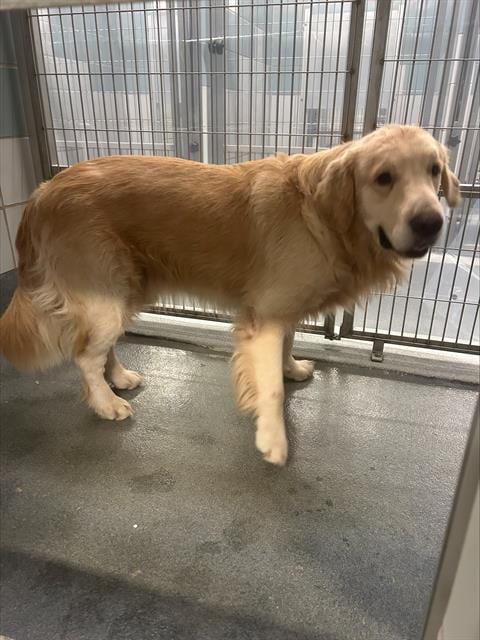 Photo of Butters, adoptable Golden Retriever in San Antonio, Texas