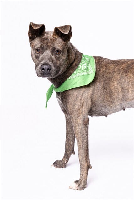 Photo of Kelly, adoptable American Staffordshire Terrier in Miami, Florida