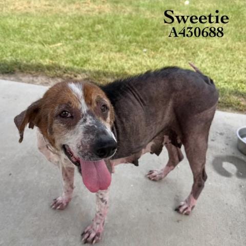Photo of Sweetie, adoptable Beagle in Conroe, Texas