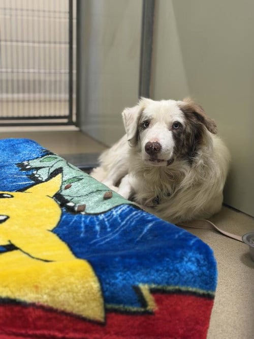 Photo of Boomer, adoptable Border Collie in Santa Maria, California