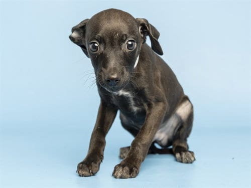 Photo of Lefty, adoptable Chihuahua in Phoenix, Arizona