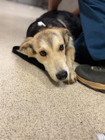 Photo of Meygan, adoptable German Shepherd Dog in Riverside, California