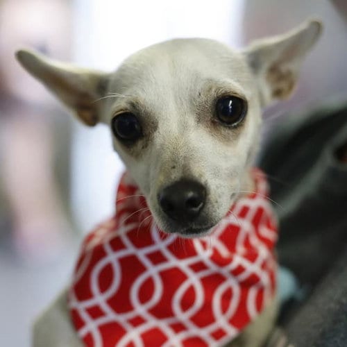 Photo of Baby Girl, adoptable Chihuahua in San Antonio, Texas