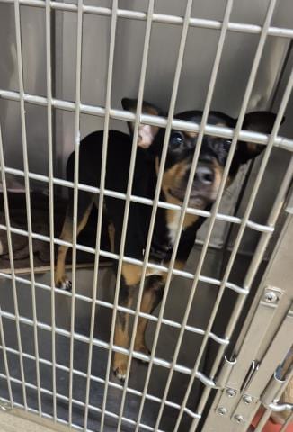 Photo of Sturgeon Moon, adoptable Miniature Pinscher in Decatur, Illinois