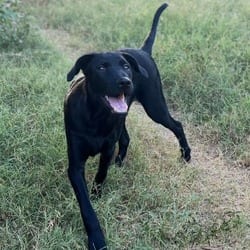 Photo of Ryan WH, adoptable Labrador Retriever Mixed Breed (Medium) in Hartford, Connecticut