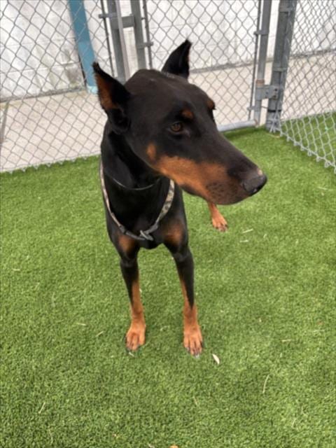 Photo of Vegeta, adoptable Doberman Pinscher in Texas City, Texas