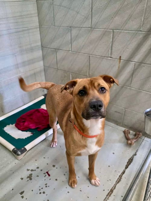 Photo of Buckley, adoptable Pit Bull Terrier in Detroit Lakes, Minnesota
