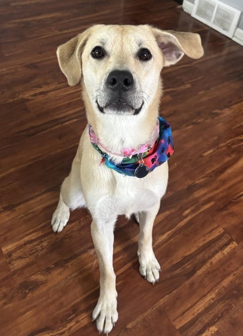Photo of Daphne, adoptable Labrador Retriever in St. Louis Park, Minnesota
