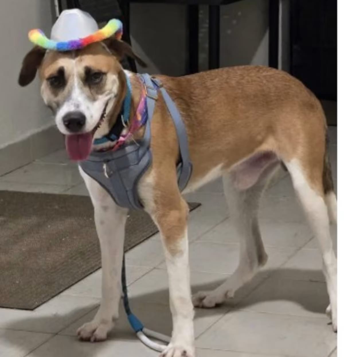 Photo of Louis -The Big Playful Lovebug, adoptable Labrador Retriever/Canaan Dog in BOSTON, Massachusetts