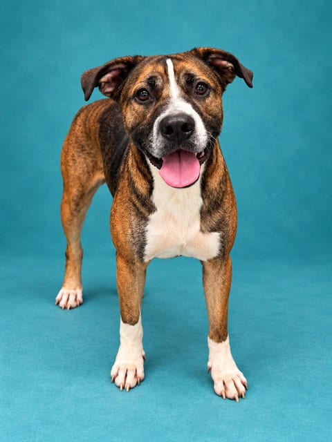 Photo of Rainier, adoptable Mastiff in Pearland, Texas