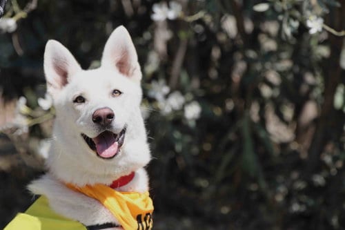 Photo of Mojito, adoptable Siberian Husky in Walnut Creek, California