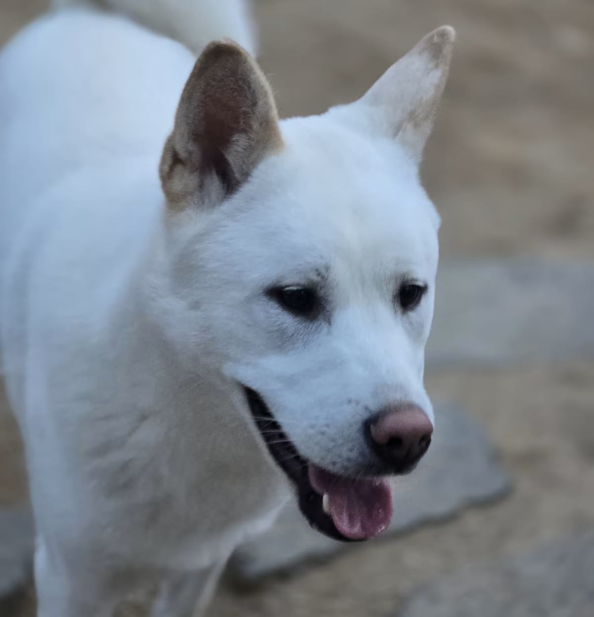 Photo of Muktae, adoptable Jindo Mixed Breed (Medium) in Washington, District of Columbia
