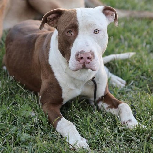 Photo of Turner, adoptable Pit Bull Terrier in Modesto, California