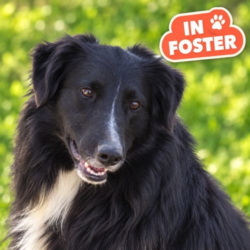 Photo of Bingo, adoptable Bearded Collie in Westminster, Maryland
