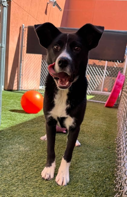 Photo of Harley, adoptable dog in Farmington, New Mexico
