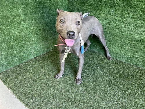 Photo of Stella, adoptable Pit Bull Terrier in Lancaster, California