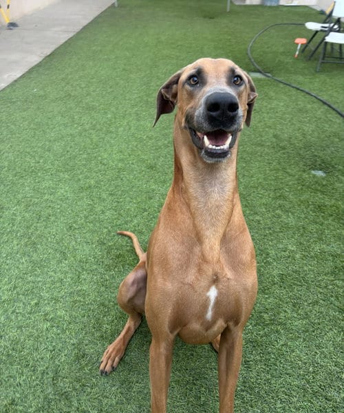 Photo of Gavyn, adoptable Great Dane in Dana Point, California