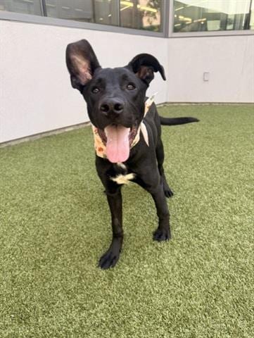 Photo of Michael, adoptable German Shepherd Dog in San Martin, California