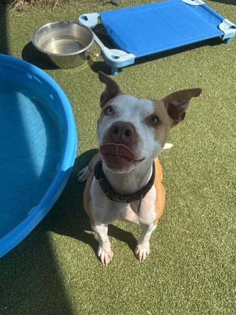 Photo of Moises, adoptable American Pit Bull Terrier in Pasadena, Texas
