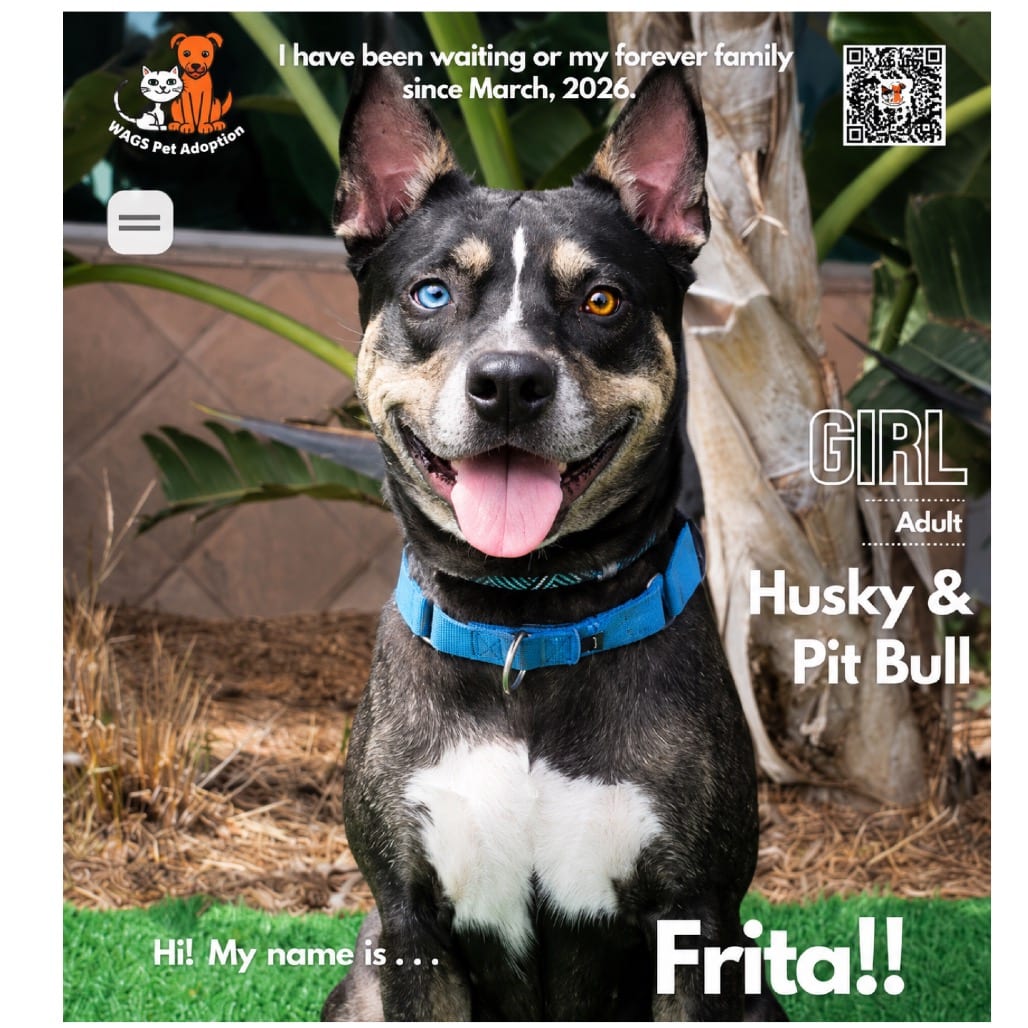 Photo of Frita, adoptable Husky / Terrier, Pit Bull in Westminster, California
