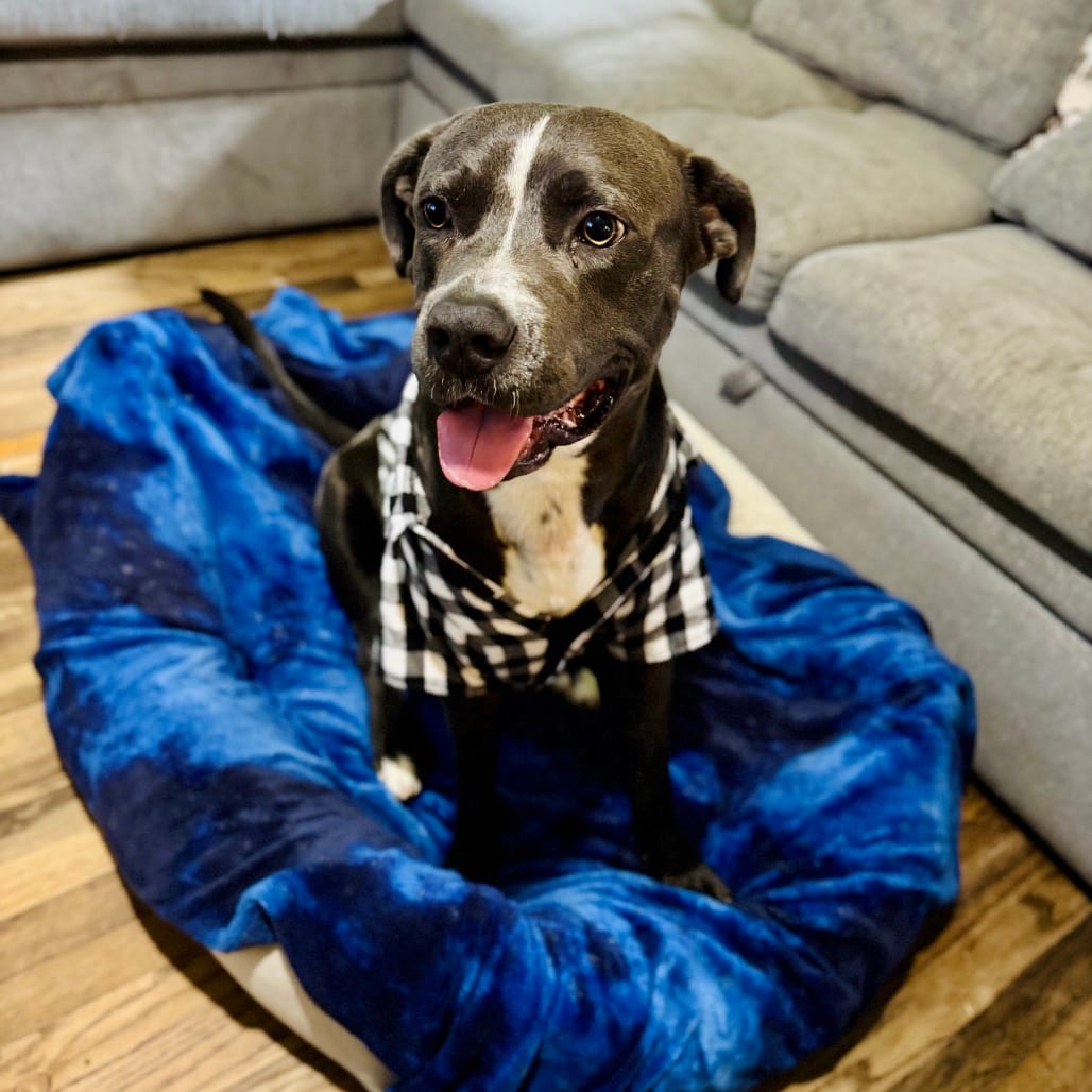 Photo of Buck, adoptable Terrier, American Pit Bull in Houston, Texas