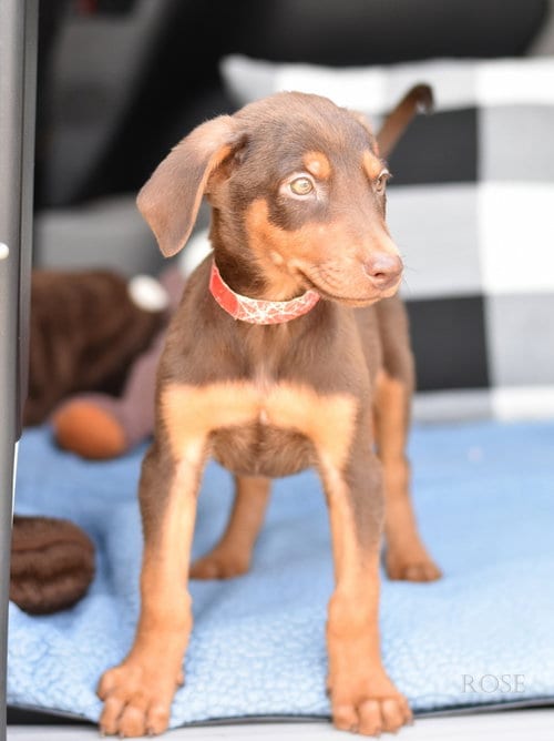 Photo of Rose (Briar's Litter), adoptable Doberman Pinscher in Brewster, New York