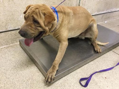 Photo of Logan, adoptable Chinese Shar-Pei in Riverside, California