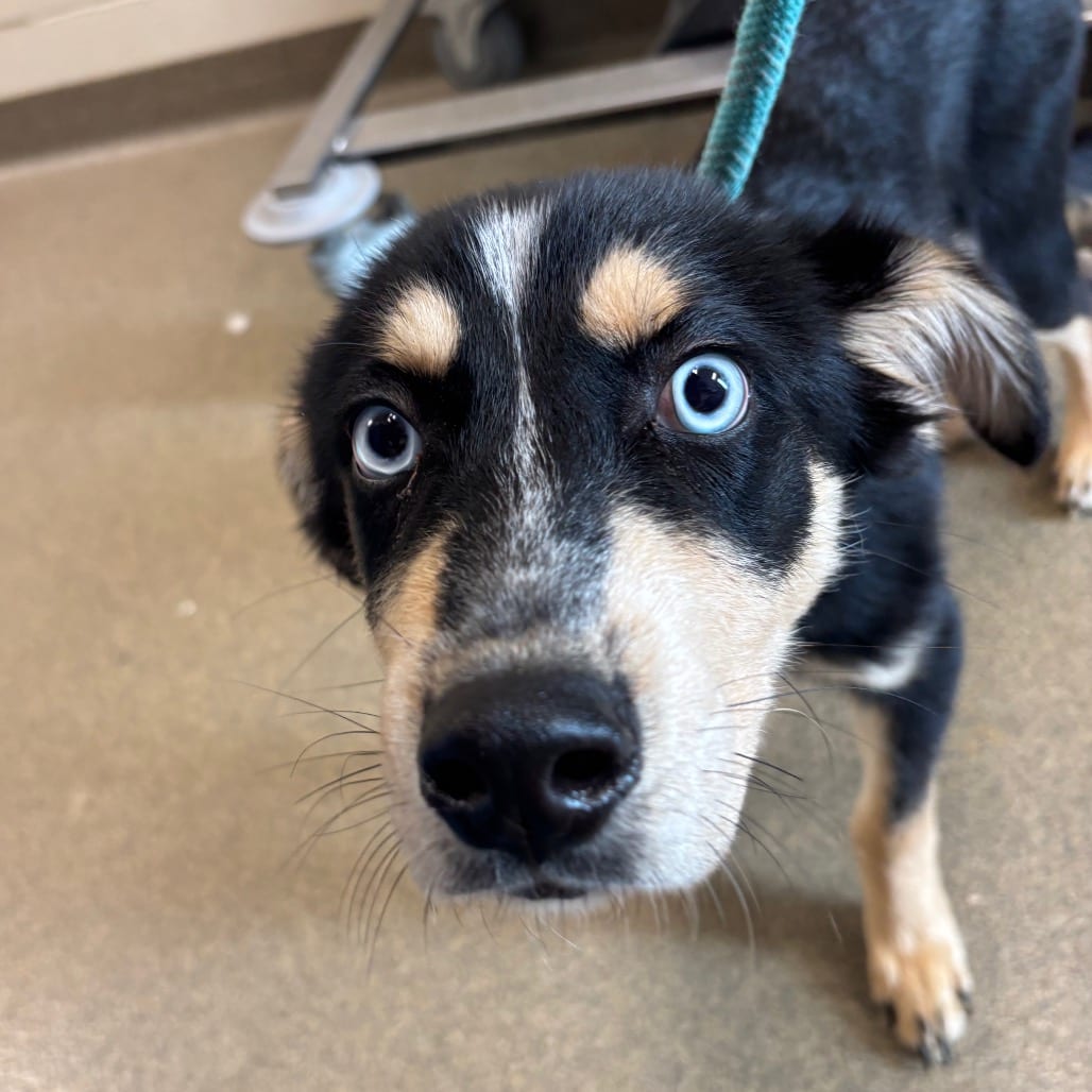 Photo of Dryver, adoptable Husky in Council Bluffs, Iowa