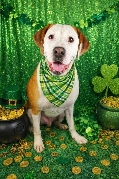 Photo of Beau, adoptable Boxer in Locust Grove, Georgia