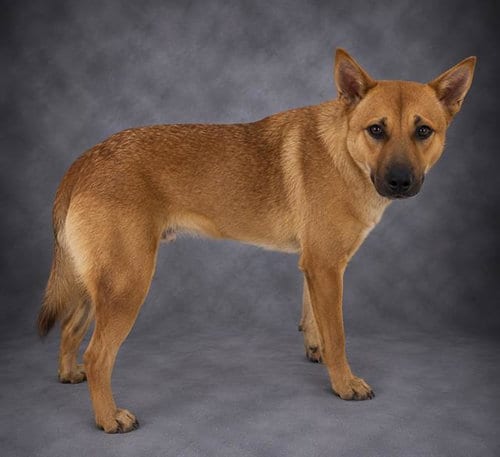 Photo of Ginny, adoptable Carolina Dog in Winter Haven, Florida