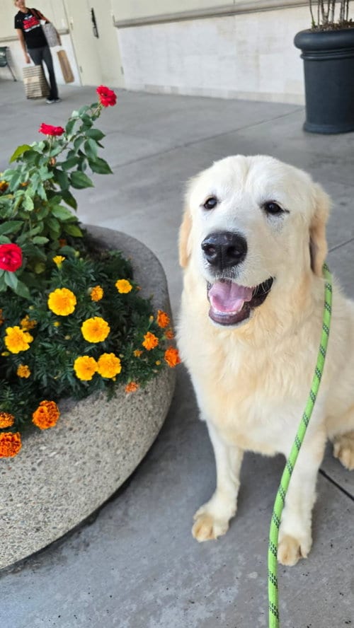 Photo of Tiny, adoptable Labrador Retriever in Newport Beach, California