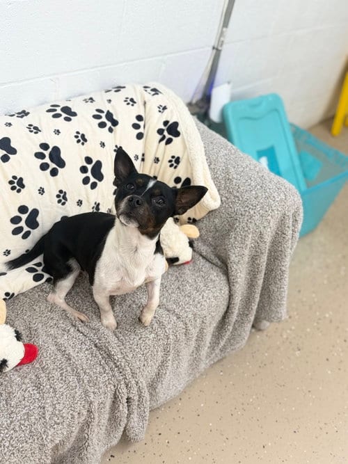 Photo of Prue, adoptable Chihuahua in York, South Carolina