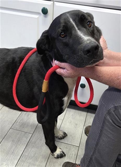 Photo of Juniper, adoptable Labrador Retriever in Lake Isabella, California