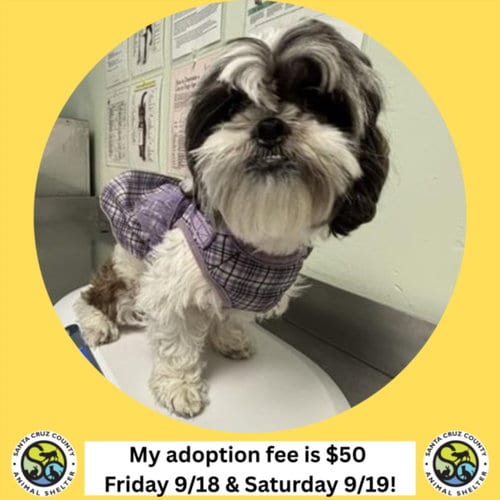 Photo of Leeloo, adoptable Shih Tzu in Santa Cruz, California