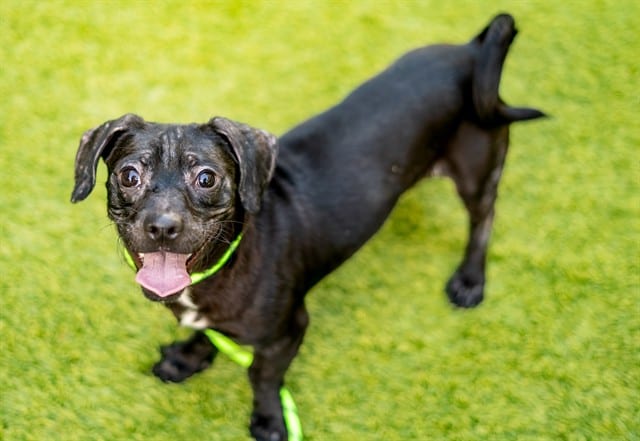 Photo of Cola, adoptable Dachshund and Chihuahua - Smooth Coated in San José, California