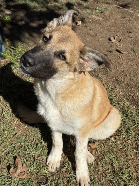Photo of Benny, adoptable German Shepherd Dog in Riverside, California