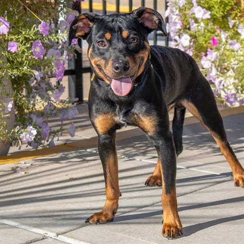 Photo of Kraken, adoptable Rottweiler in St Louis, Missouri