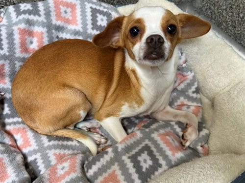 Photo of Pliny The Older, adoptable Chihuahua in Santa Rosa, California